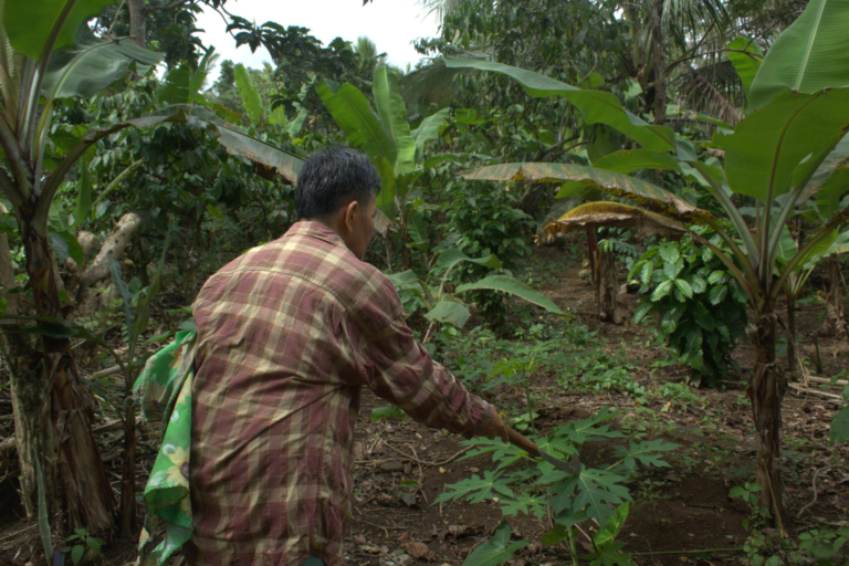 Brewing hope: How Amadeo farmers cope amid the struggling coffee industry – Rappler