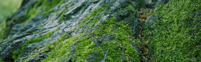 Our business model: creating sustainable value at Givaudan – givaudan.com