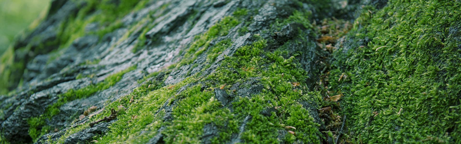 Our business model: creating sustainable value at Givaudan – givaudan.com