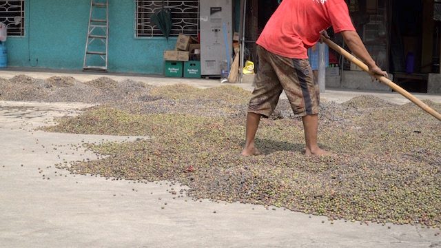 WATCH: Cavite coffee farmers struggle to rise from the ashes – Rappler