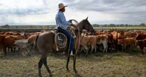 Trump's Argentina beef import plan worries ranching industry – NBC News