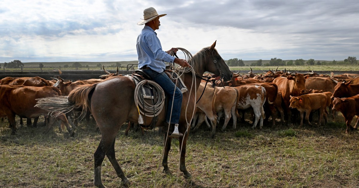 Trump's Argentina beef import plan worries ranching industry – NBC News