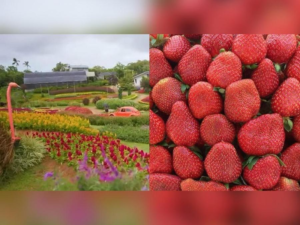 Get some Baguio feels at this flower farm in Cavite – GMA Network