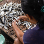 Lab Notes | Rosario’s black sand: That which we call home – Bulatlat