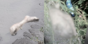 Unidentified human body parts found in Cavite – DZRH