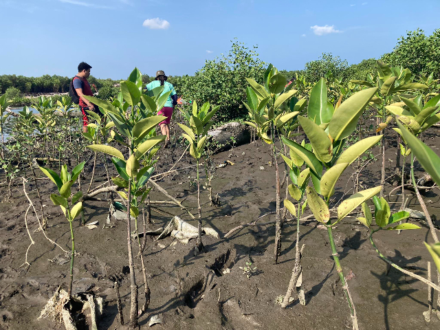 Cavite Philippines Stake and Rotary Club Lead Mangrove Planting Effort in Novel – news-ph.churchofjesuschrist.org