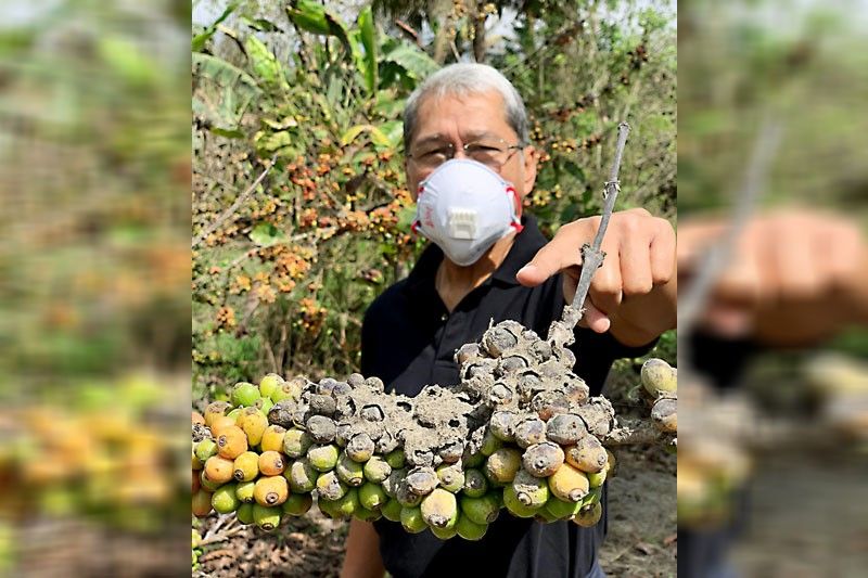 Amadeo will rise from the ashfall – Philstar.com