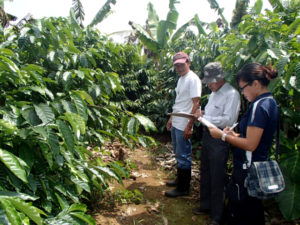 Outstanding coffee farmers in Cavite recognized during 12th Pahimis Festival – GMA Network