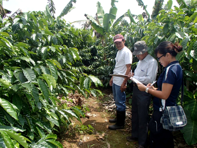 Outstanding coffee farmers in Cavite recognized during 12th Pahimis Festival – GMA Network