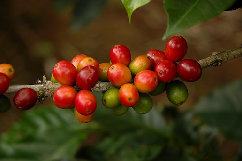Pahimis Coffee Festival 2012 in Amadeo Cavite – Out of Town Blog