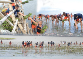 Coast guard leads mangrove planting in Cavite – The Manila Times