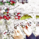 The Barako: Saving a national treasure – Philstar.com