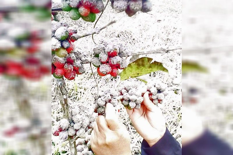 The Barako: Saving a national treasure – Philstar.com